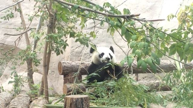 Что может быть вкуснее бамбука? #Panda #панда #Зоопарк #Москва #zoo #Moscow смотреть онлайн