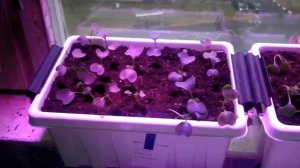 ВЫРАЩИВАНИЕ РЕДИСА НА ПОДОКОННИКЕ