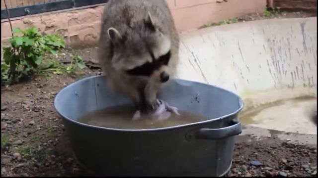 Енот стирает бельё