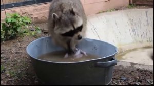 Енот стирает бельё