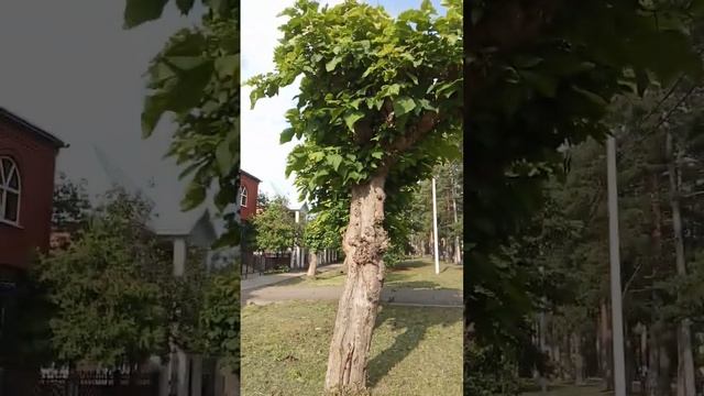 Катальпа в Горячем Ключе. Дерево с аршинными листьями. смотреть онлайн
