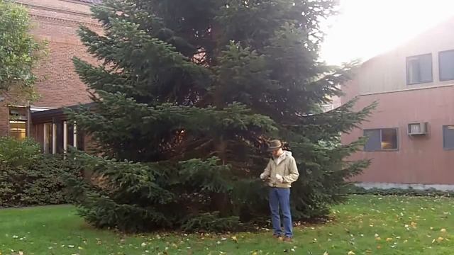 Nordmann Fir (Abies Nordmanniana) - Plant Identification