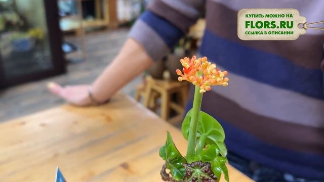 Ятрофа - бутылочное дерево | Как растет ятрофа. Как правильно ухаживать за ятрофой смотреть онлайн