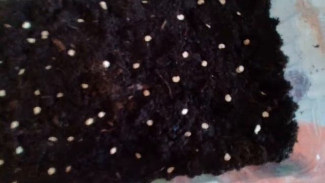 Посадка горького перца. АДЖИКА . ПИКОВАЯ ДАМА.ВЕНГЕРСКИЙ ЖЕЛТЫЙ. часть1. 22.02.2018г смотреть онлайн