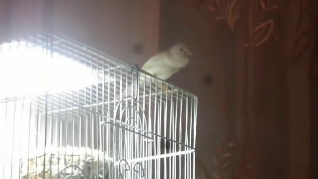 Русская канарейка овсяночного напева смотреть онлайн