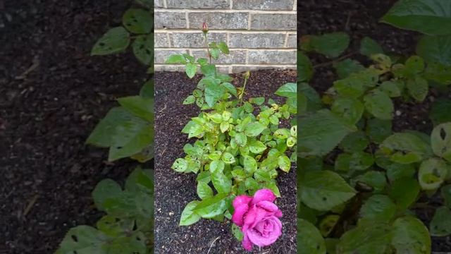 Angel Face Rose смотреть онлайн