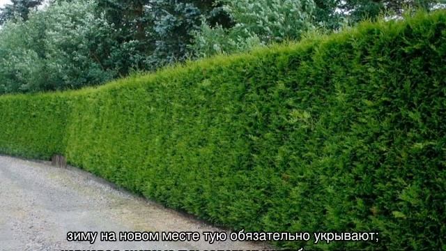 Живая изгородь из туи — обрезка и формирование смотреть онлайн