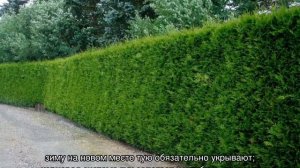 Живая изгородь из туи — обрезка и формирование