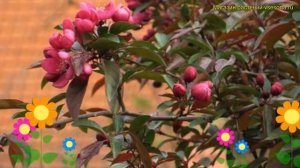 Яблоня декоративная Хелена. Краткий обзор, описание характеристик, где купить саженцы malus Хелена