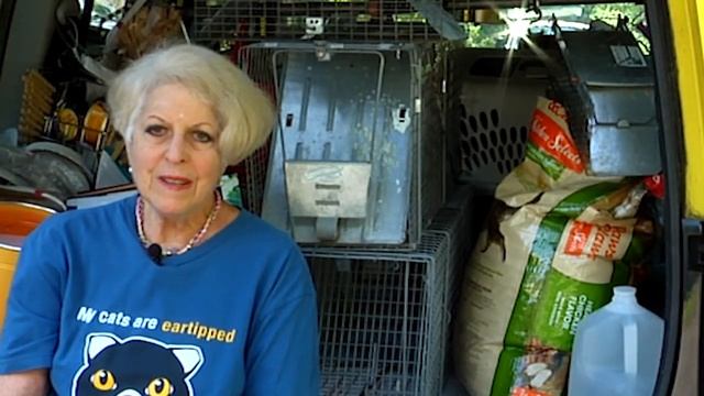 SPCA Celebrity Cat Rescue смотреть онлайн