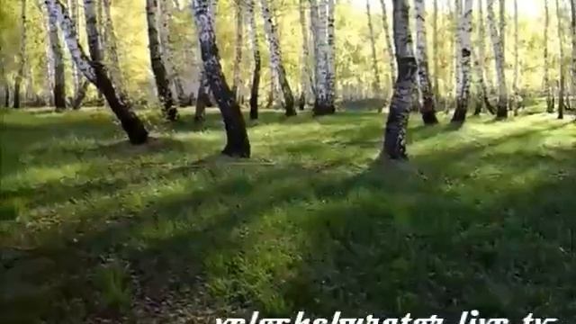 Красивые Русские Берёзки Russian Birch Is Beautiful