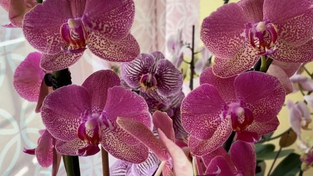 Орхідеї. Колекція початківця смотреть онлайн