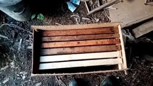 Роеловство рои летят