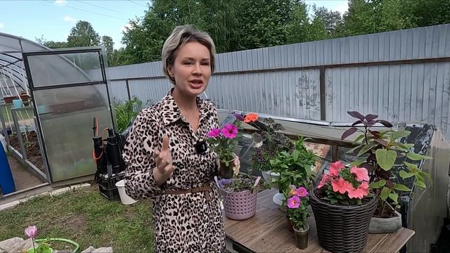 ПЕТУНИЯ ПЕТХОА И НЕ ПЕТУНИЯ И НЕ КАЛИБРАХОА смотреть онлайн