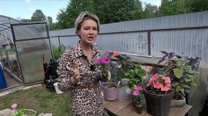 ПЕТУНИЯ ПЕТХОА И НЕ ПЕТУНИЯ И НЕ КАЛИБРАХОА