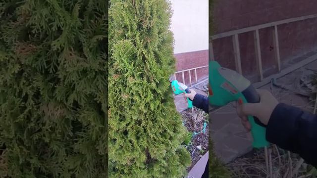 CHT36 смотреть онлайн