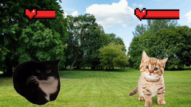 Maxwell cat vs Cute cat