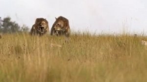 Смилодон ( Прогулки с чудовищами )