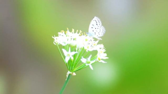 SONY SLT-A55 MINOLTA STF 135mm F2.8(T4.5) смотреть онлайн