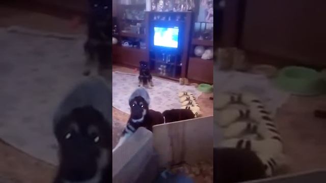 Щенки Восточноевропейской овчарки Питомник Моншер Вирсаль смотреть онлайн