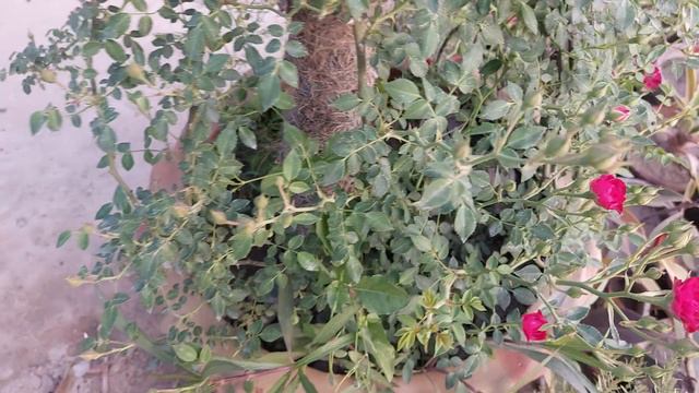 Beautiful Red Rose Vine Rose Red Rose Vine Care Tips смотреть онлайн