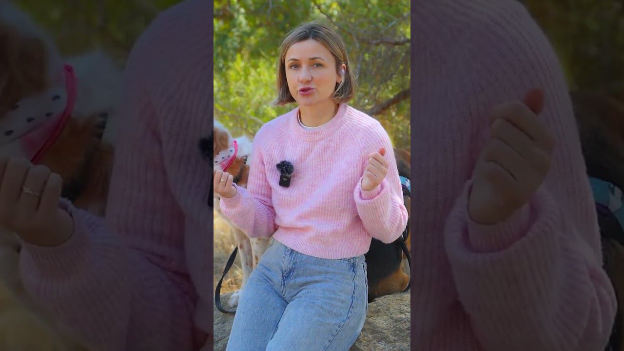 Особенности скрещивания мальтипу #shorts смотреть онлайн