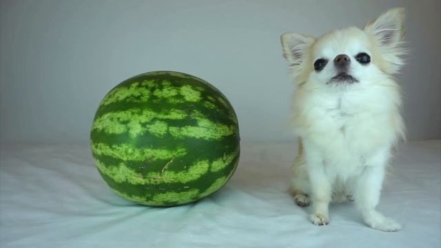 ЧИХУАХУА ВСЕ О ПОРОДЕ. ИНТЕРЕСНЫЕ ФАКТЫ смотреть онлайн