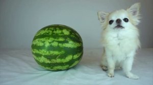 ЧИХУАХУА ВСЕ О ПОРОДЕ. ИНТЕРЕСНЫЕ ФАКТЫ