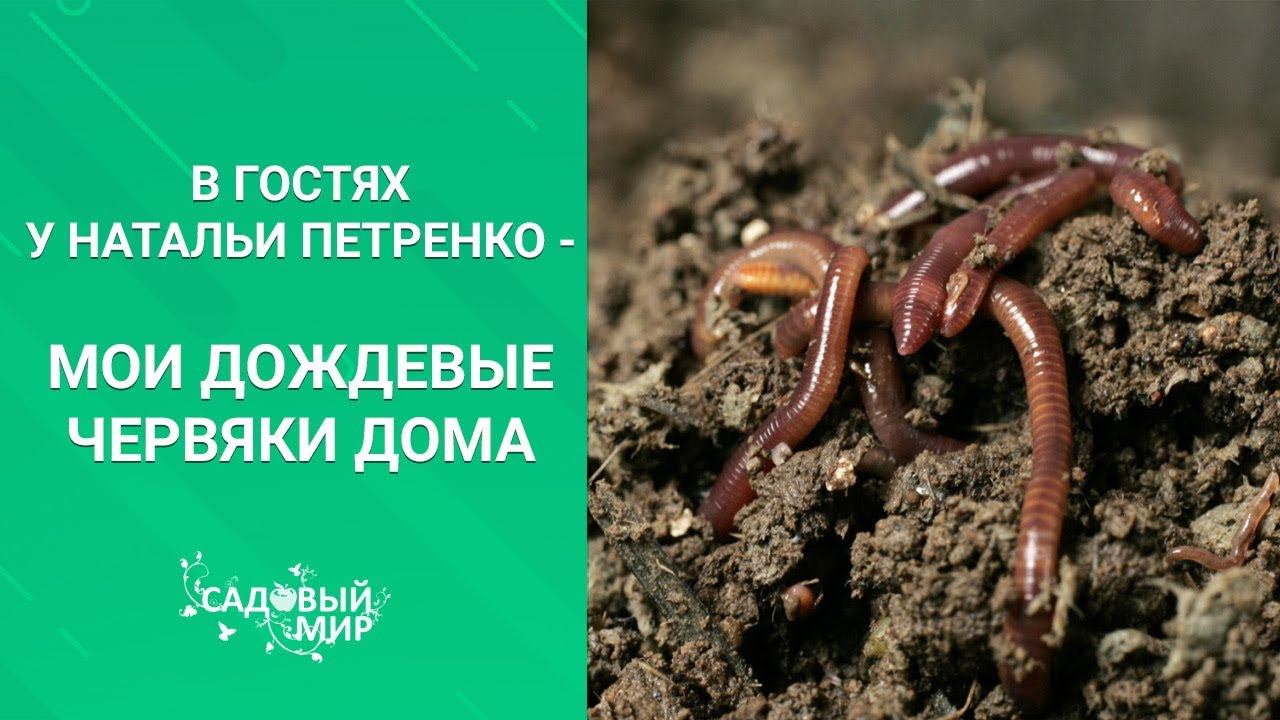 Как сделать биогумус самостоятельно с использованием дождевых червей смотреть онлайн