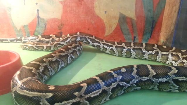 Выставка животных смотреть онлайн