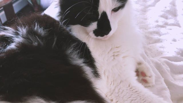 Weekend Art Vlog | July TBR, Baking Jam Tarts, and Painting My Cat's Portrait смотреть онлайн
