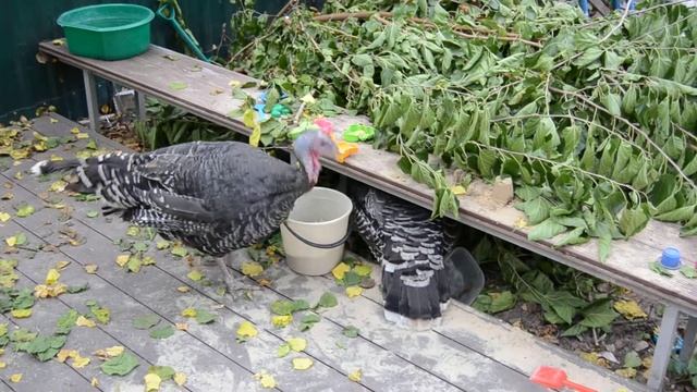 Проигравший драку индюк спрятался, победитель ходит вокруг смотреть онлайн