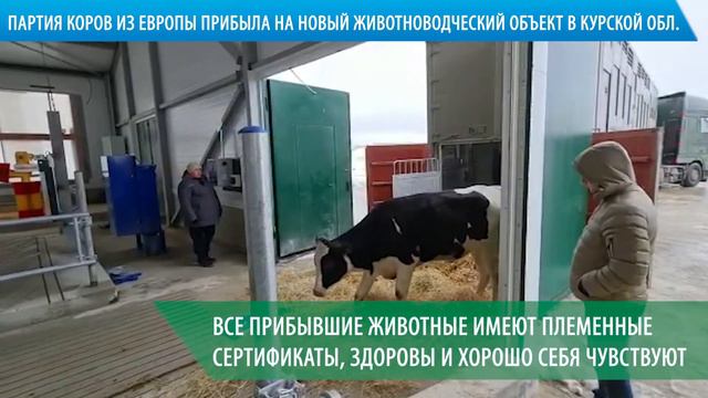 Партия коров из Европы прибыла на новый животноводческий объект в Курской области смотреть онлайн