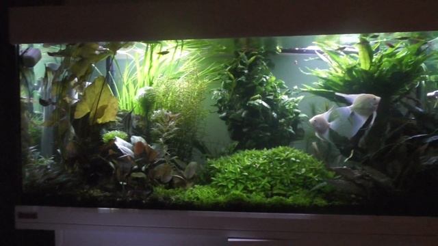 livingroom aquarium eveninglight Panasonic HC v770 смотреть онлайн