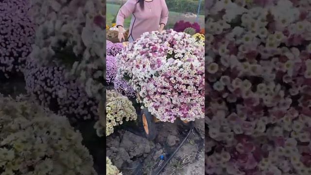 #хризантемамультифлора #дача #многолетники #сад #хризантемы #мультифлора #многолетник #садик смотреть онлайн