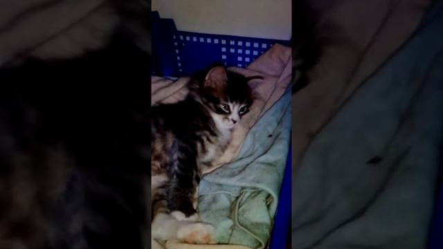 Видео с Митенькой смотреть онлайн