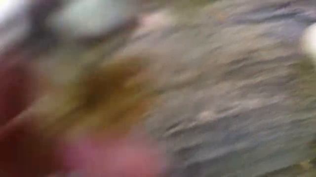 Oyster Mushroom Find смотреть онлайн