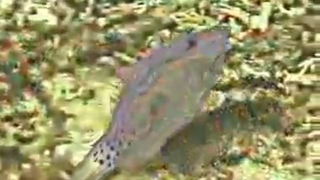 Море Фиджи, подводный мир смотреть онлайн