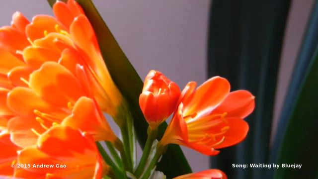 Flower Timelapse смотреть онлайн