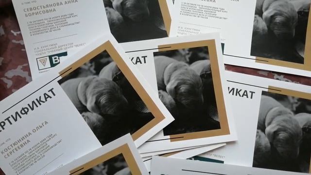 Дизайн сертификата. Нумерация. Персонализация. смотреть онлайн