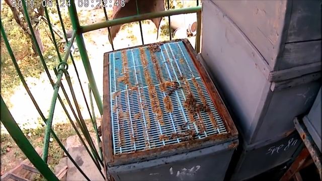 Исчезли пчелы в ульях.Причины исчезновения и ослабления пчелосемей. смотреть онлайн