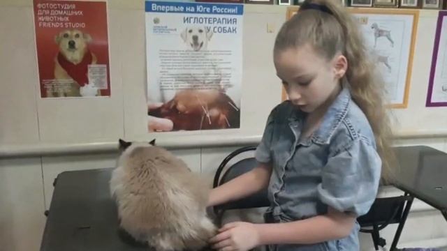 Стрижка невской маскарадной кошки под льва за 15 минут смотреть онлайн