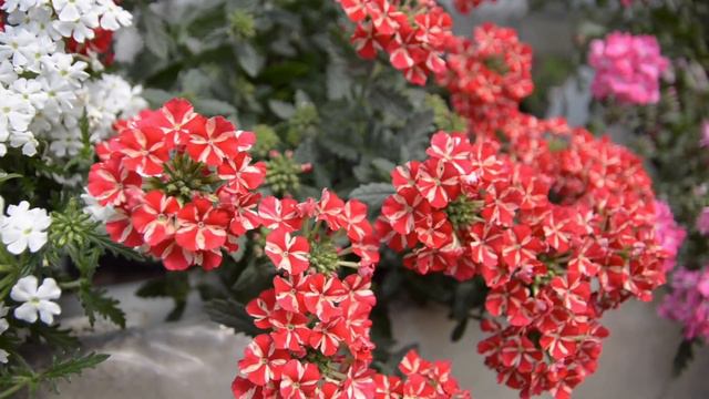 prezentare verbena curgatoare - www.florighiveci.ro смотреть онлайн