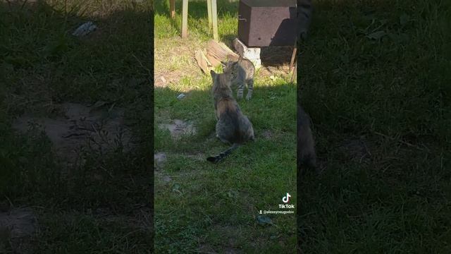 Игра кошек смотреть онлайн