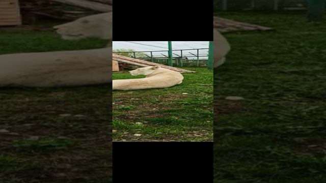 Львица смотреть онлайн