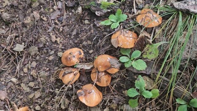 비단그물버섯. Suillus luteus at odaesan Mt.. смотреть онлайн
