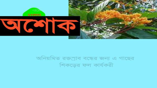 Ashoka Tree,Saraca indica Linn,Caesalpiniaceae,অশোক. смотреть онлайн