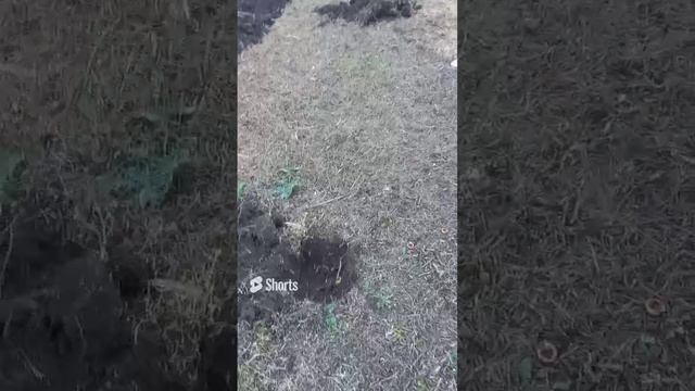 ПОСАДКА ЯБЛОНЬ ГОЛДЕН. ОГОРОД НА КУБАНИ. shorts# смотреть онлайн