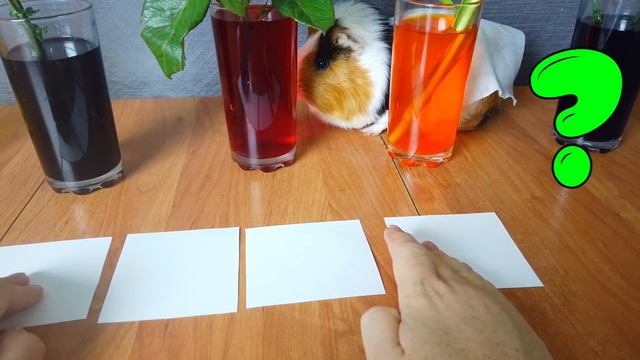 В ЗЕЛЕНЫЙ ИЛИ ГОЛУБОЙ ЦВЕТ ОКРАСИТСЯ ЖЕЛТАЯ ГВОЗДИКА, ПЬЮЩАЯ СИНЮЮ ВОДУ? ЭКСПЕРИМЕНТ ОТ СВИНКА БУЗЯ смотреть онлайн