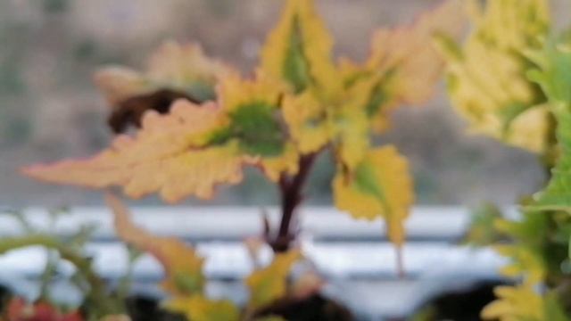 ?КОЛЕУСЫ?Более 40 сортов в моей коллекции).Пересадка,укоренение,уход.Мои комнатные цветы в октябре. смотреть онлайн